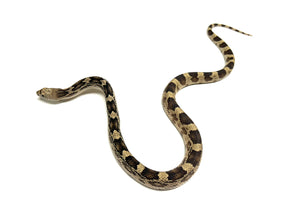 Baby Northern Pine Snake (Female 1)