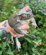 Load image into Gallery viewer, Adult Colorado River Toads (1.1 Pair)