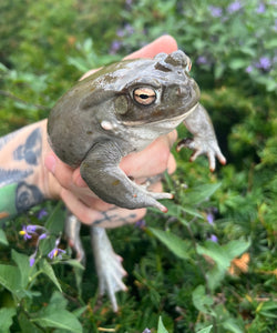 Adult Colorado River Toads (1.1 Pair)