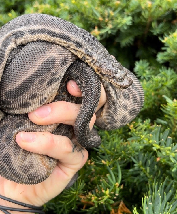 Elephant Trunk Snake Scales and Tails of Ohio