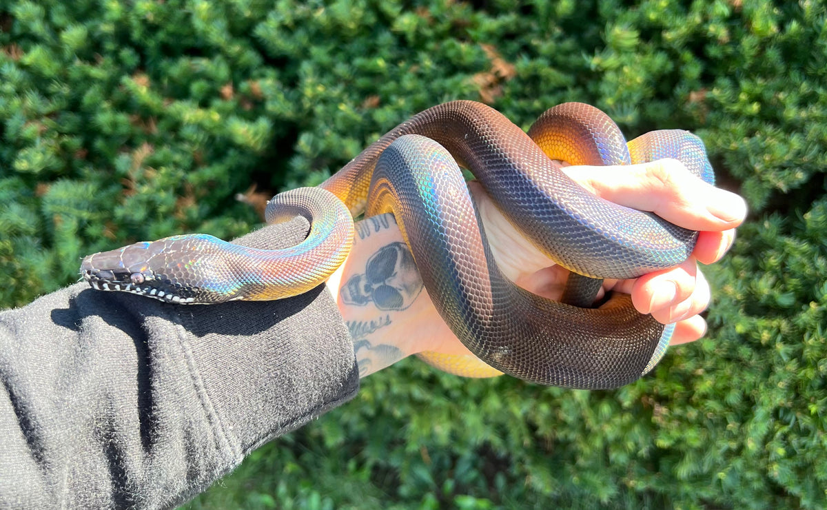 Sub-Adult Northern White-Lipped Python (Male 2) – Scales and Tails of Ohio