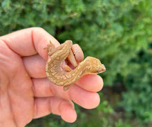 Load image into Gallery viewer, Adult Malaysian Cat Eyed Gecko (Male 2)
