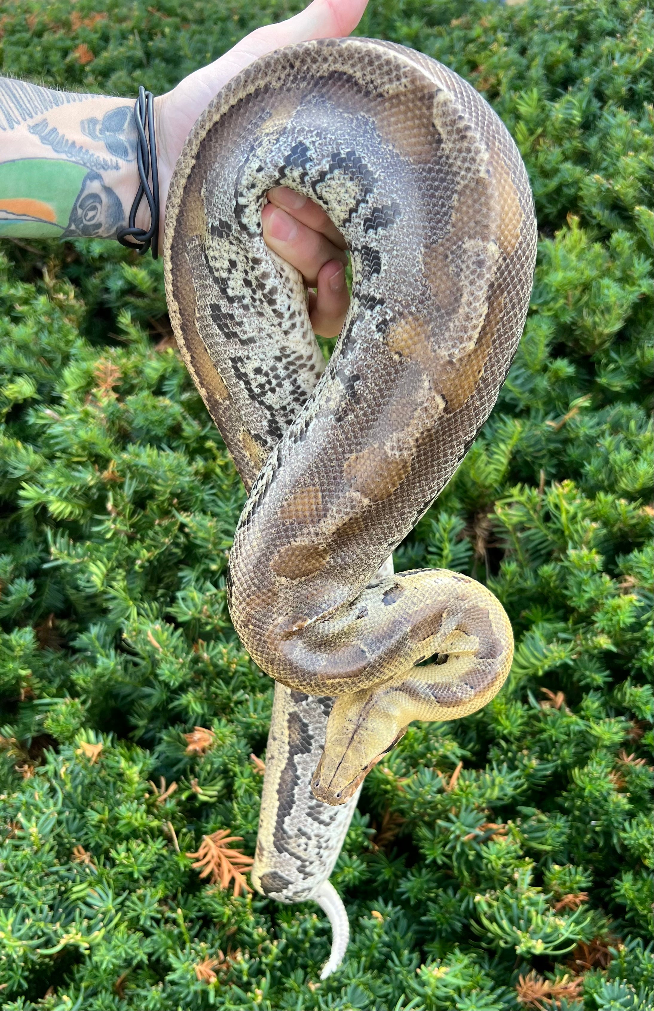 Sand Looking Python Green Granite Burmese Python