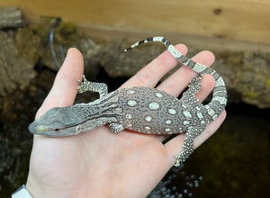 EXCEPTIONAL Baby Black Throat Monitor (2)