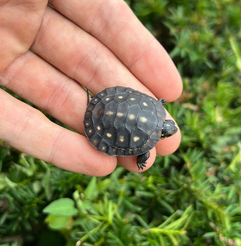 Baby Spotted Turtle (4)