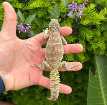 Load image into Gallery viewer, Small Ornate Uromastyx (1)