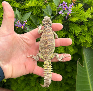 Small Ornate Uromastyx (1)