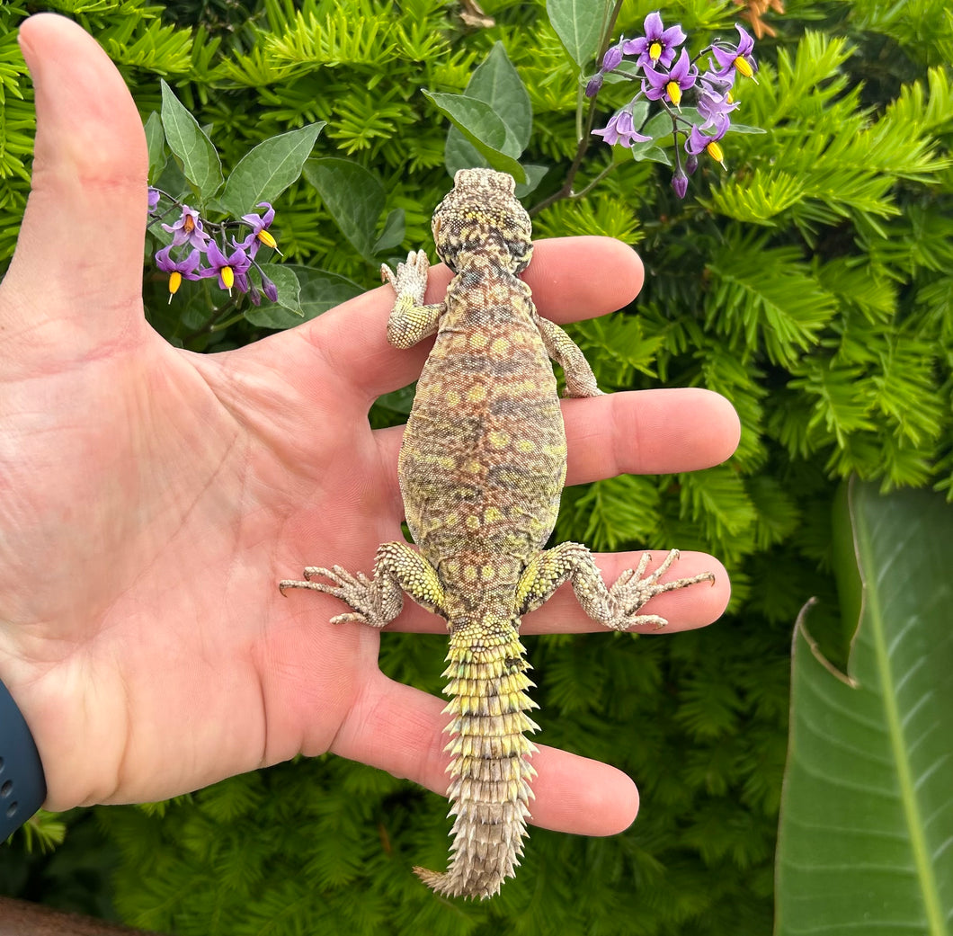 Small Ornate Uromastyx (1)