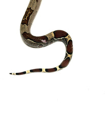 Load image into Gallery viewer, Juvenile Guyana Boa (Male 1)