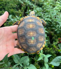 Load image into Gallery viewer, 5” Yellow-Foot Tortoise (3)