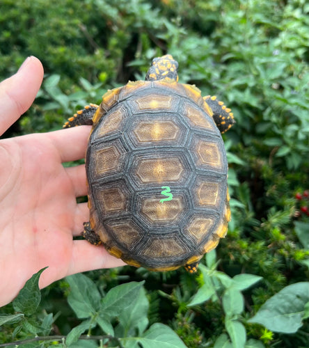 5” Yellow-Foot Tortoise (3)