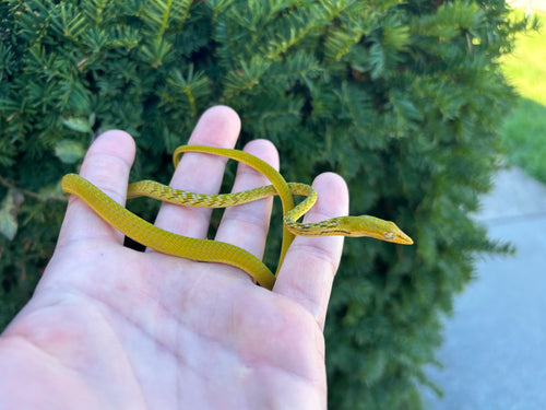 Juvenile Hypo Asian Vine Snake