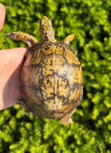 Load image into Gallery viewer, Adult ‘High-Yellow’ Eastern Box Turtle (Female)