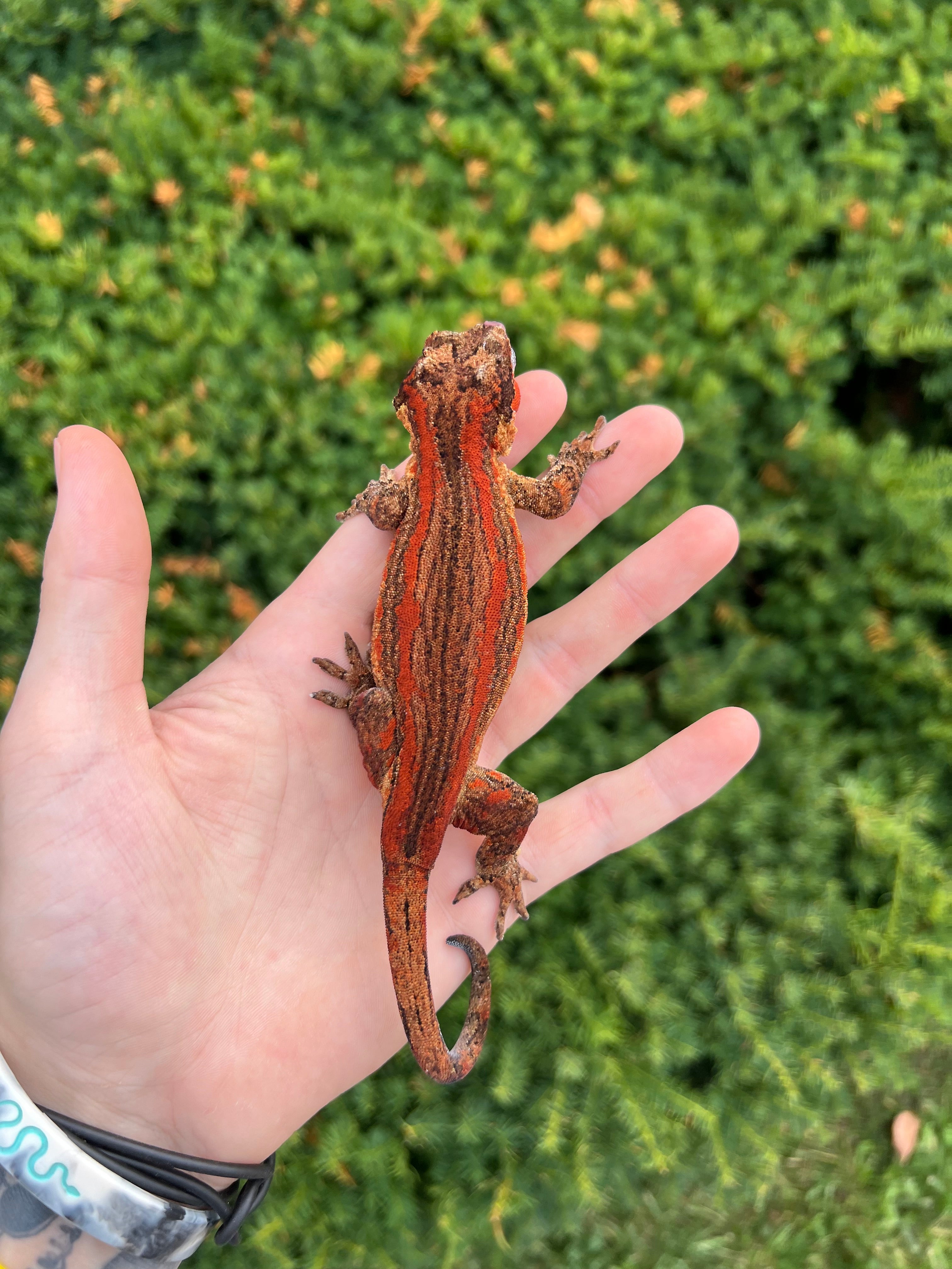 Adult Red Stripe Gargoyle Gecko (Male 3) – Scales and Tails of Ohio