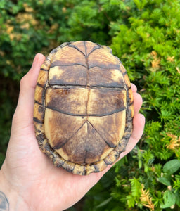 Adult Eastern Box Turtle (Female 1)