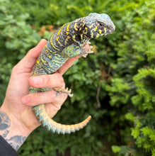Load image into Gallery viewer, Adult ‘High-Color’ Ornate Uromastyx (Male 3)