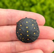 Load image into Gallery viewer, Baby Spotted Turtle (2)