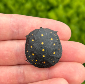 Baby Spotted Turtle (2)