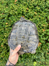 Load image into Gallery viewer, 9” Florida Snapping Turtle