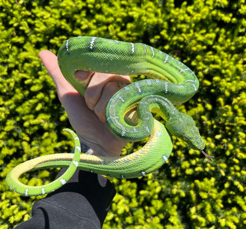 Sub-Adult Emerald Tree Boa (Female 1)