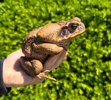 Load image into Gallery viewer, XL Cane Toad (3)