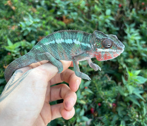 Sub-Adult Ambilobe Panther Chameleon (Male)