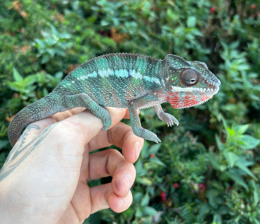 Sub-Adult Ambilobe Panther Chameleon (Male)