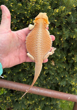 Load image into Gallery viewer, Juvenile Red Witblits Bearded Dragon (Male)