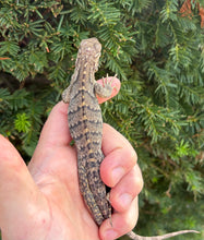 Load image into Gallery viewer, Baby Lewisi Rock Iguana (2)