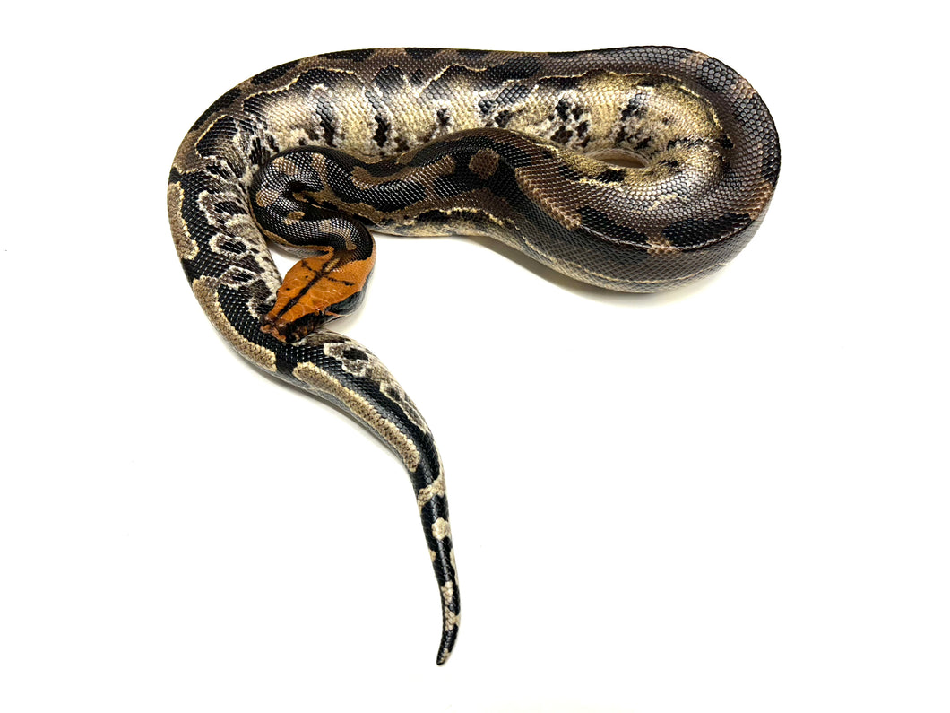 Sub-Adult Pumpkin Head het Caramel Sumatran Short-Tailed Python (Male)