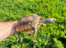 Load image into Gallery viewer, Small ‘High-Yellow’ Yellow-Foot Tortoise (3)