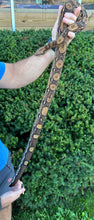 Load image into Gallery viewer, Adult Kobsch Pastel Aztec het VPI Columbian Red-Tailed Boa Constrictor (Male)
