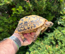 Load image into Gallery viewer, 5”-6” ‘High-Yellow’ Greek Tortoise (2)