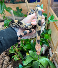 Load image into Gallery viewer, Adult Mexican Pine Snake (Male)