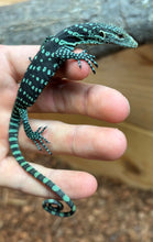 Load image into Gallery viewer, Baby Blue Tree Monitor (1)