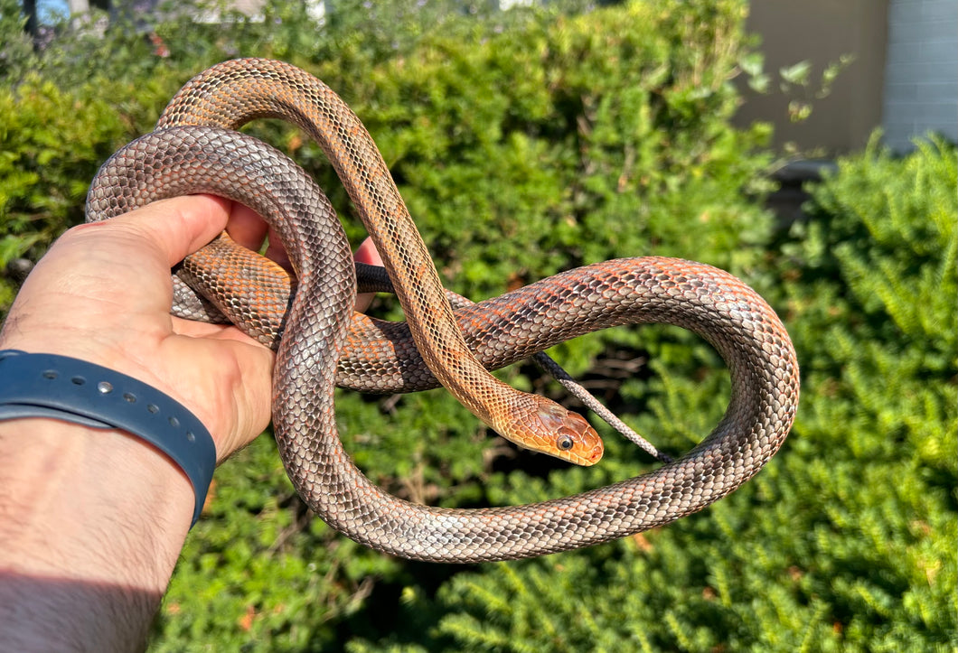 Adult ‘High-Orange’ Baird's Ratsnake (Female)