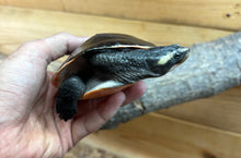 Load image into Gallery viewer, 5” Pink-Bellied Sideneck Turtle 100% het Albino
