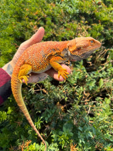 Load image into Gallery viewer, Adult Extreme Red Bearded Dragon (Male)