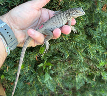 Load image into Gallery viewer, Baby ‘Reduced Pattern’ Rhino Iguana (4)