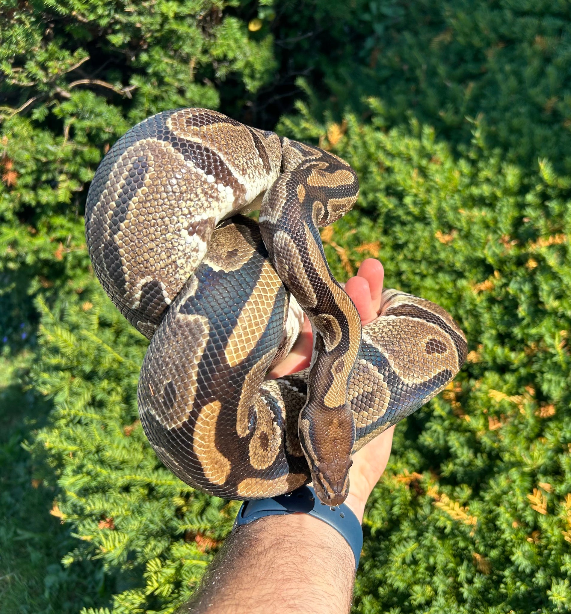 Adult Ball Python – Scales and Tails of Ohio