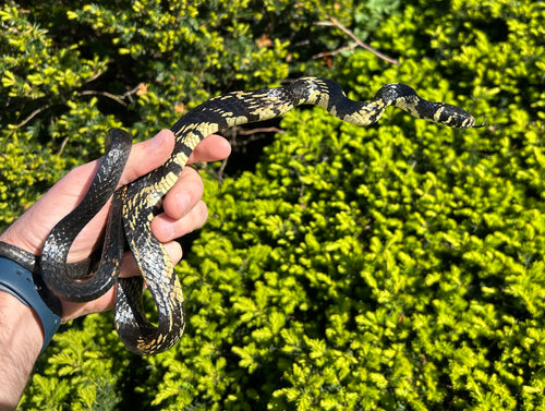 Juvenile Tiger Ratsnake (Female)