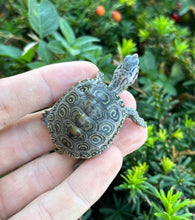 Load image into Gallery viewer, Baby Blue Concentric Diamonback Terrapin