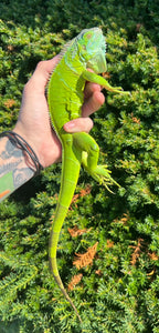 Juvenile Green Iguana (1)