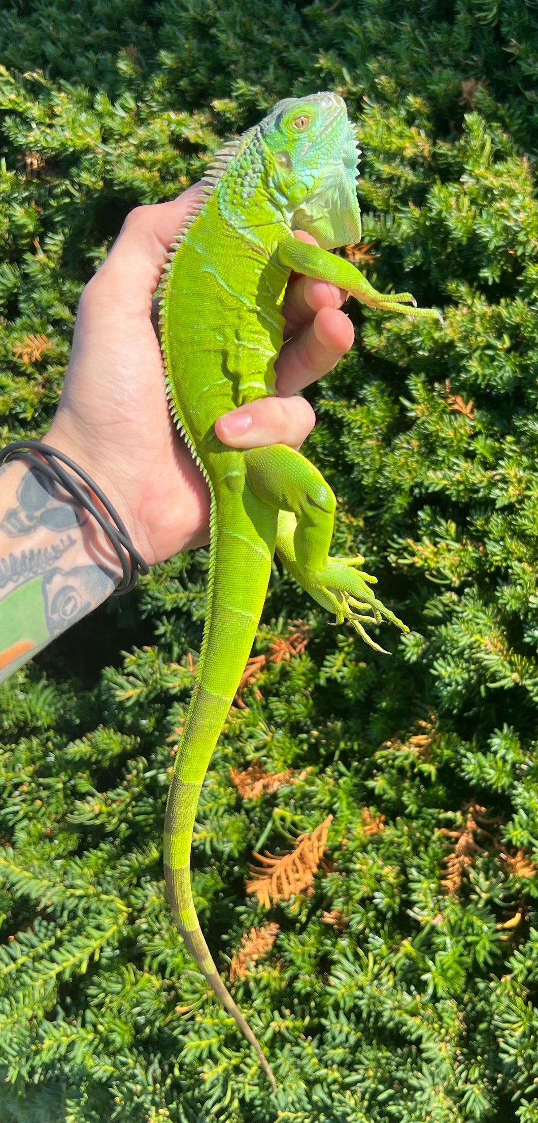 Juvenile Green Iguana (1)