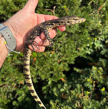 Load image into Gallery viewer, Juvenile Asian Water Monitor (2)