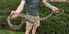 Load image into Gallery viewer, Adult Nicaraguan Tiger Ratsnake