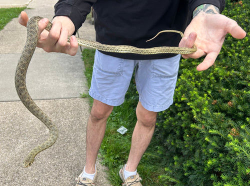 Adult Montpellier Snake