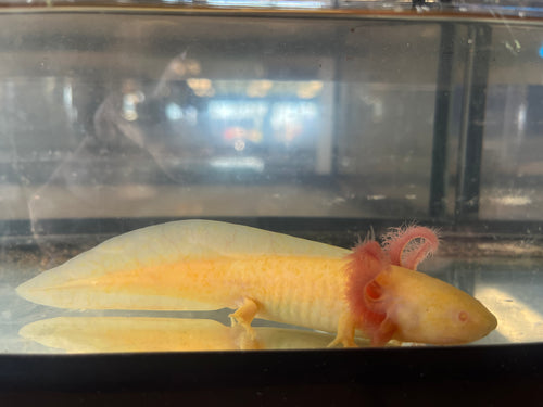 Axolotls – Scales and Tails of Ohio