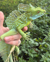 Load image into Gallery viewer, Adult ‘High-Blue’ Green Basilisk (Male)