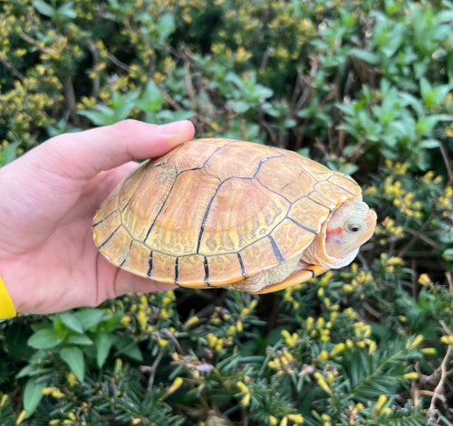 7” Hypo Red-Eared Slider